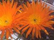 Oranje Boven