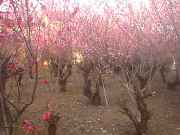 peach trees in Komae