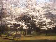 the cherry blossom at Irima Park