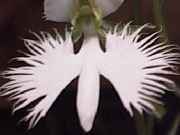 ��ԃT�M�\�E