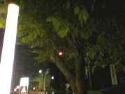 a tree at night