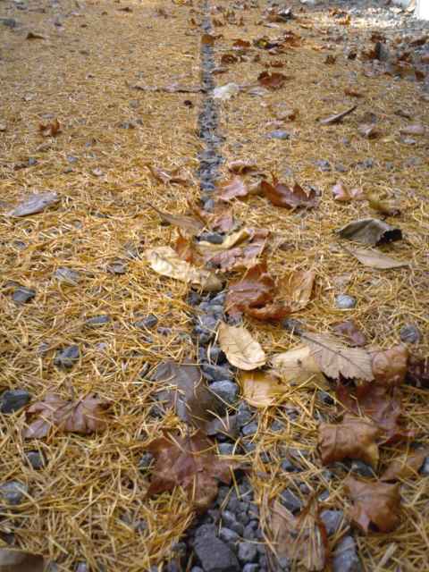 a trace of raindrops
