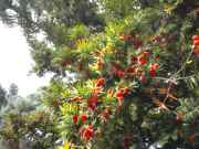 yew berries