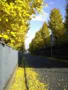 ginko trees