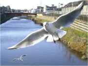 Who is Jonathan Livingston Seagull?